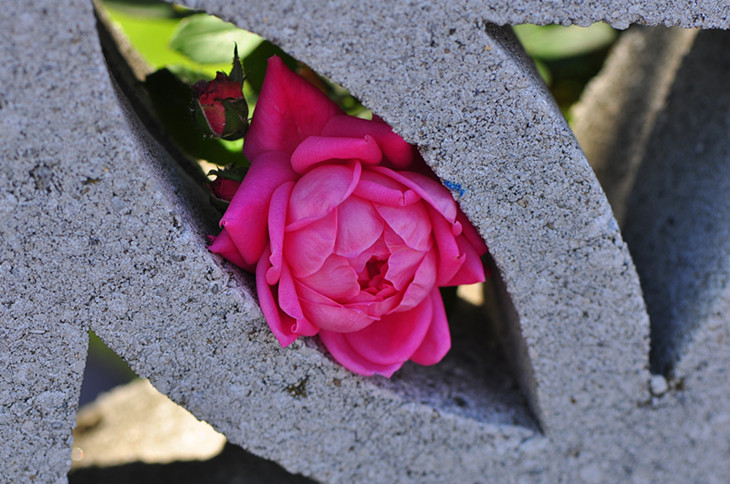 DSC_1002_.jpg
