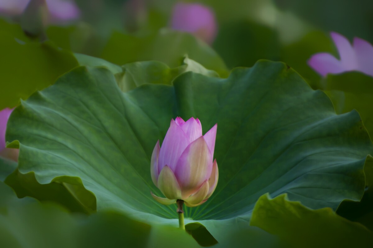 QQͼƬ20140618075113.jpg