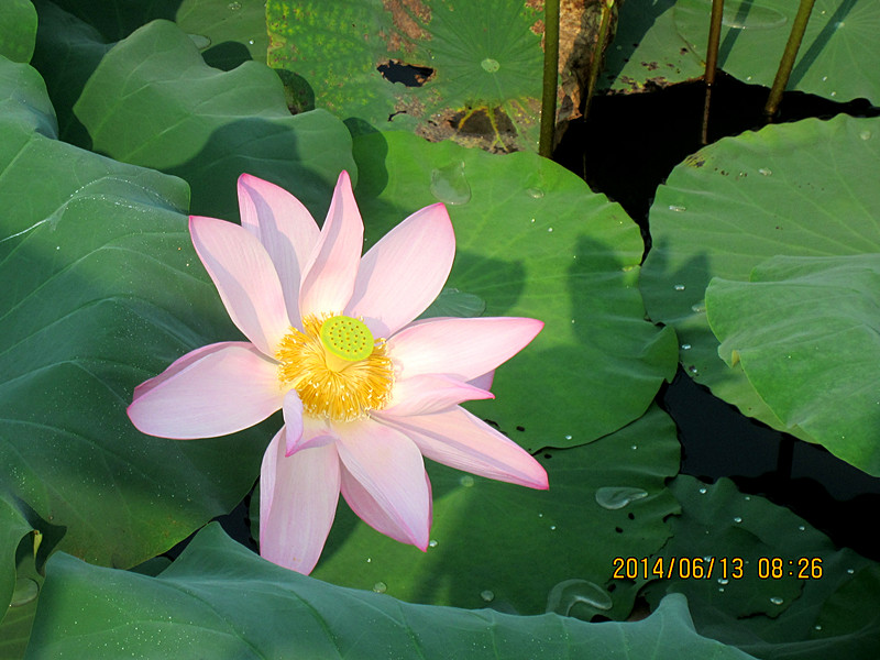IMG_3766_.jpg