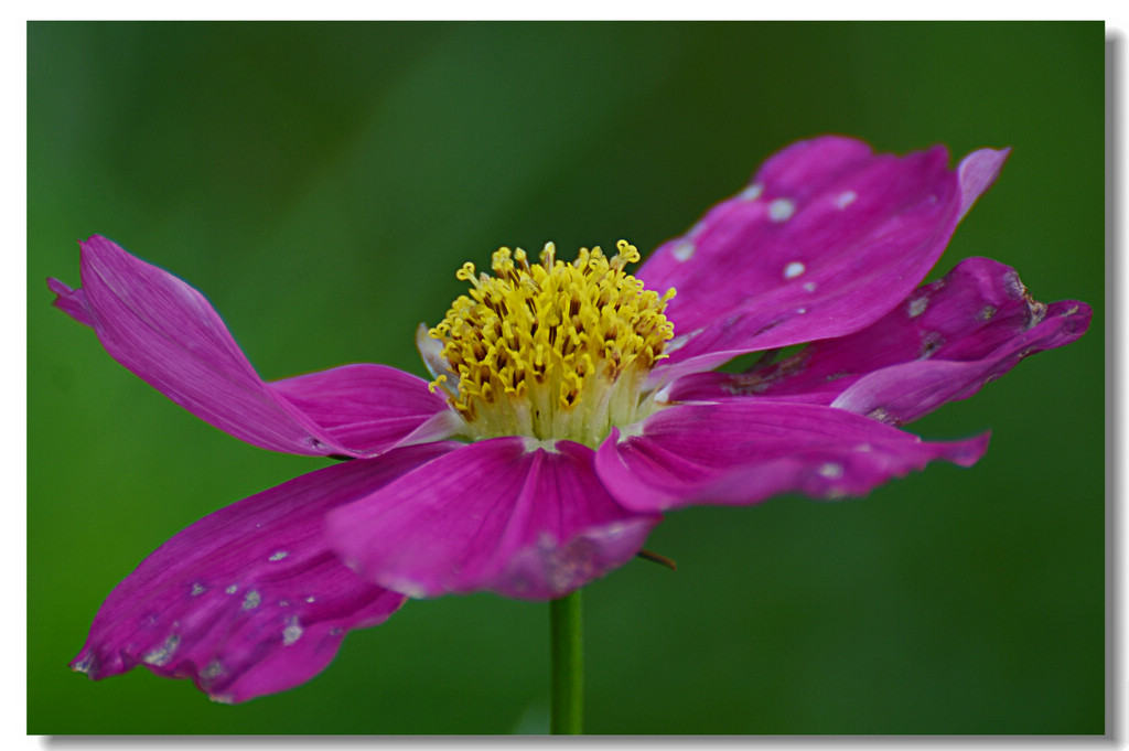 DSC_8492.jpg