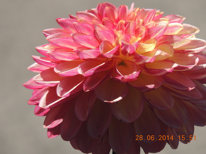 flowers 2014 1372_.jpg