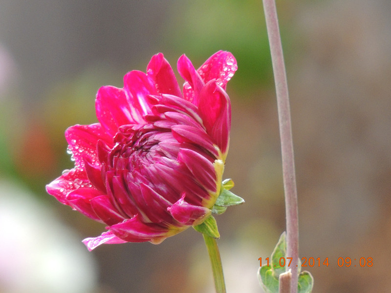 flowers 2014 1597_.jpg