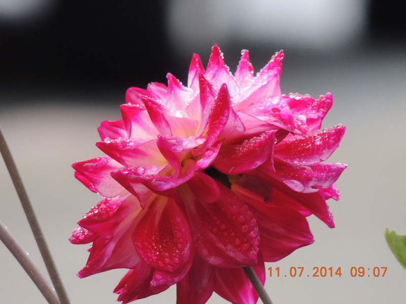 flowers 2014 1593_.jpg