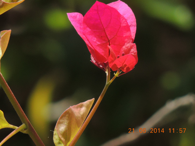 flowers 2014 1280_.jpg