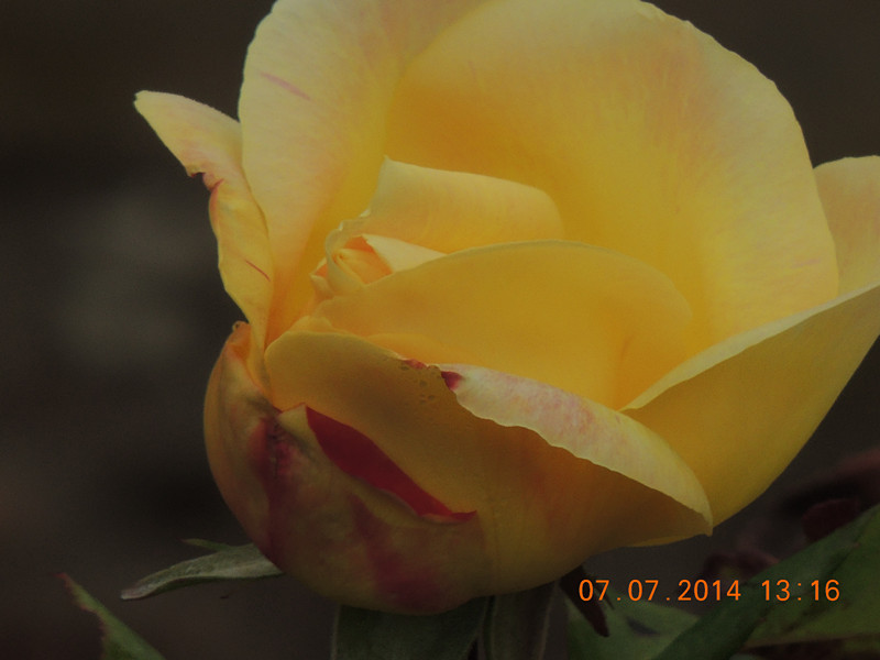 flowers 2014 1488_.jpg