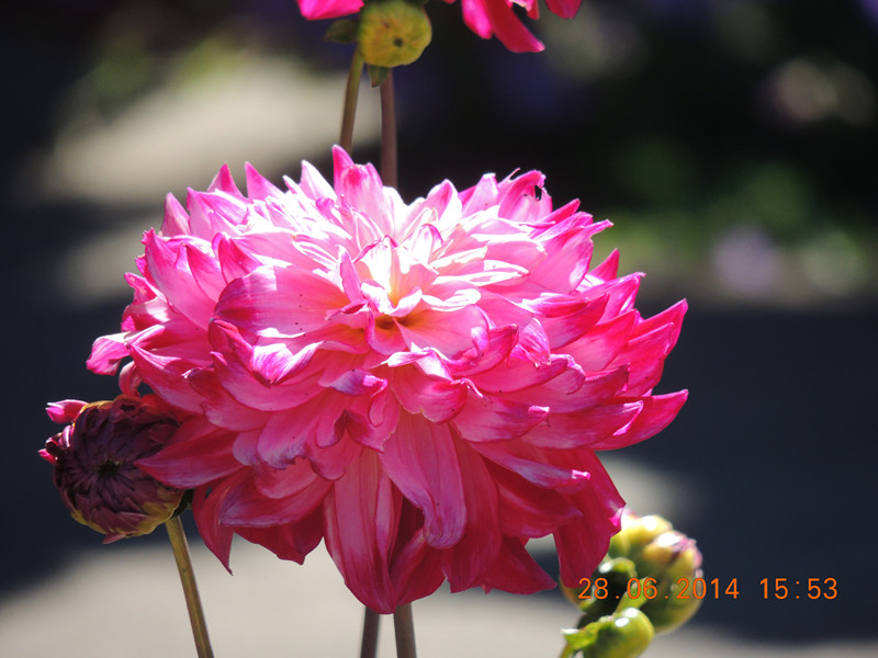 flowers 2014 1383_.jpg