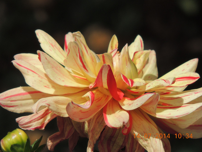 flowers 2014 1758_.jpg
