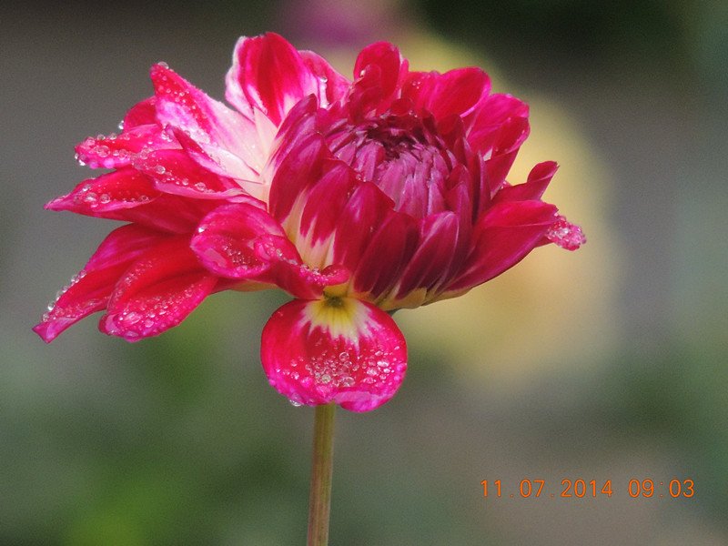flowers 2014 1575_.jpg