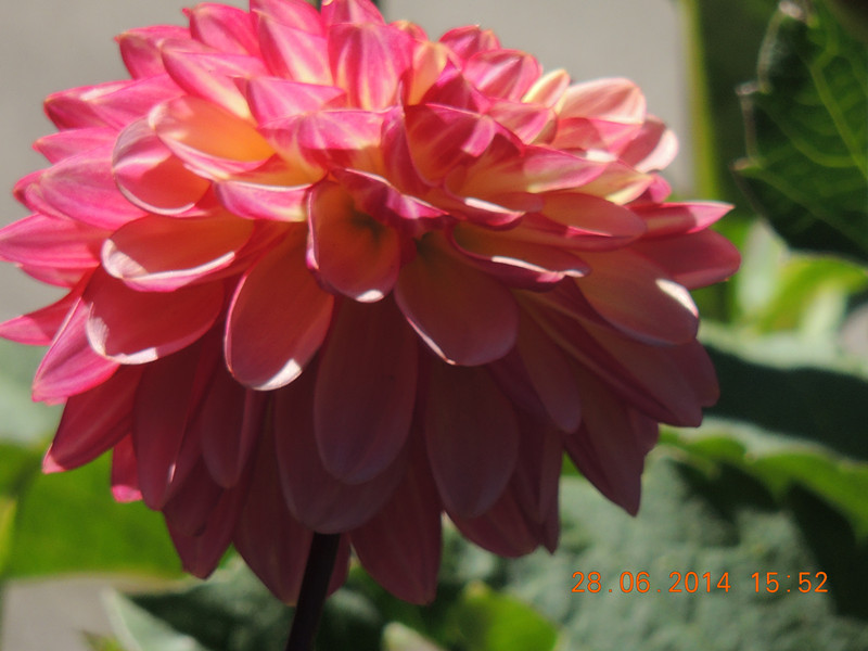 flowers 2014 1378_.jpg