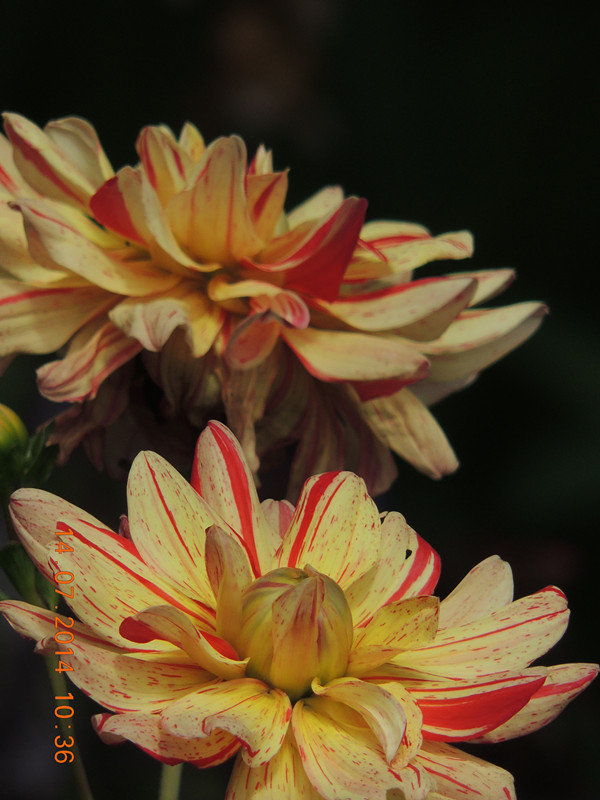 flowers 2014 1768_ת_.jpg