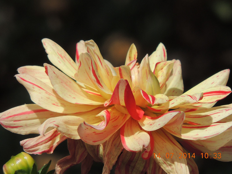flowers 2014 1757_.jpg