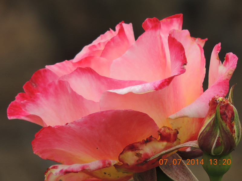 flowers 2014 1516_.jpg