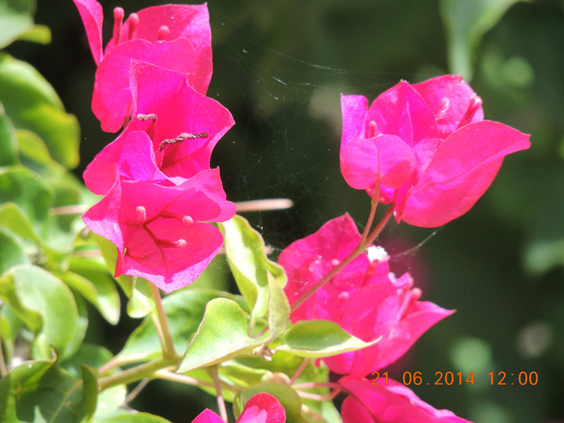 flowers 2014 1295_.jpg