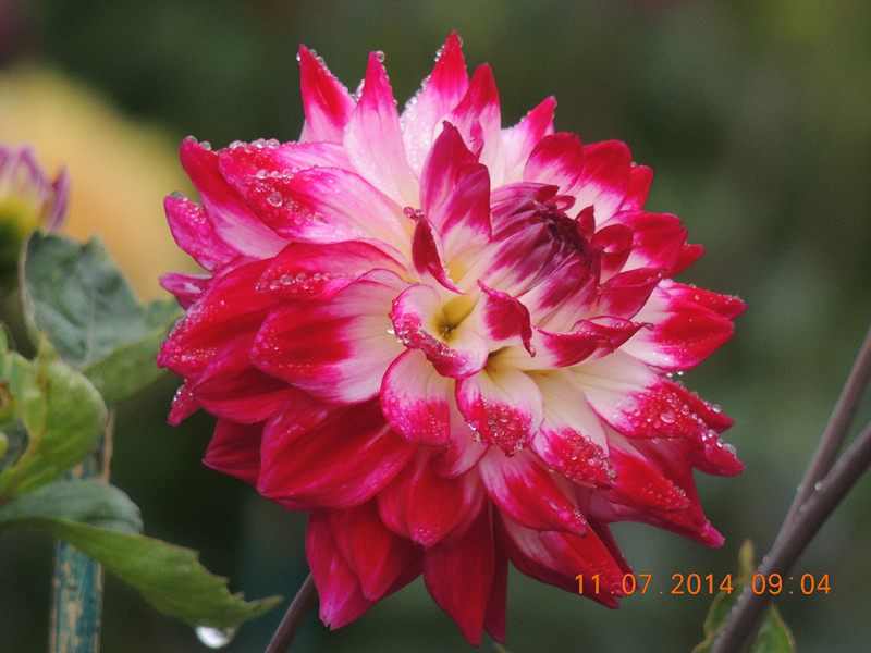flowers 2014 1577_.jpg