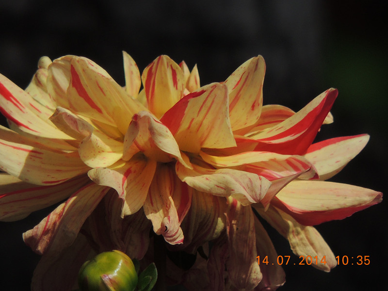 flowers 2014 1766_.jpg