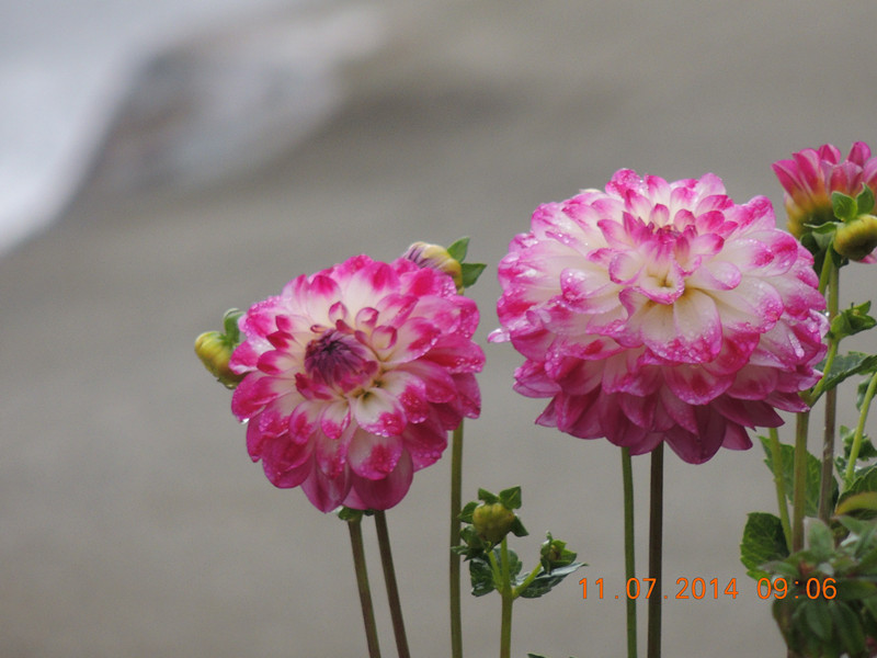 flowers 2014 1591_.jpg