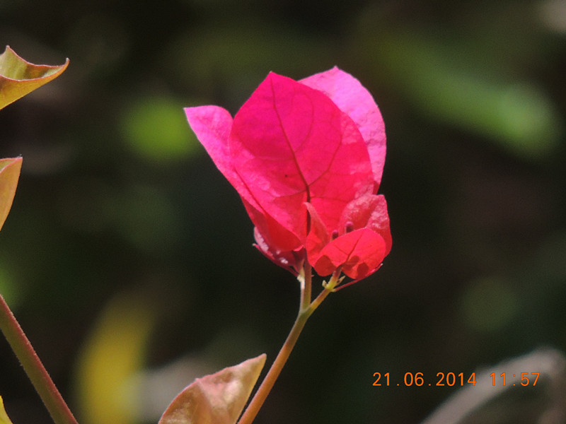flowers 2014 1281_.jpg