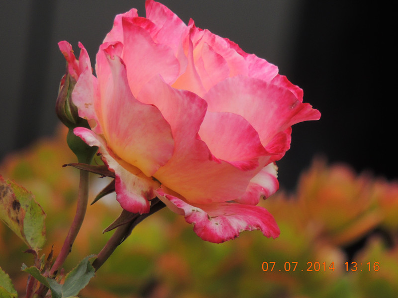 flowers 2014 1487_.jpg