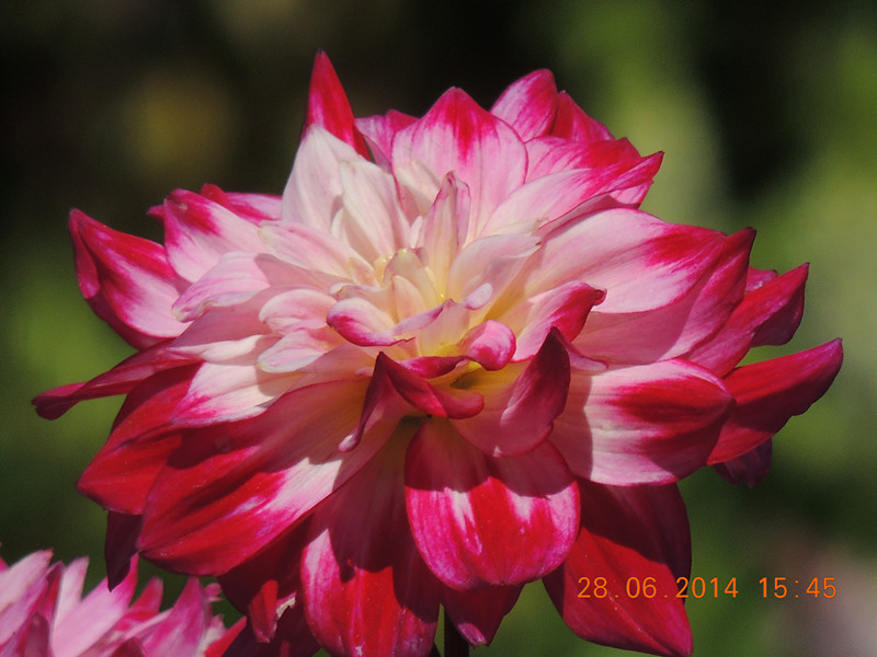flowers 2014 1340_.jpg