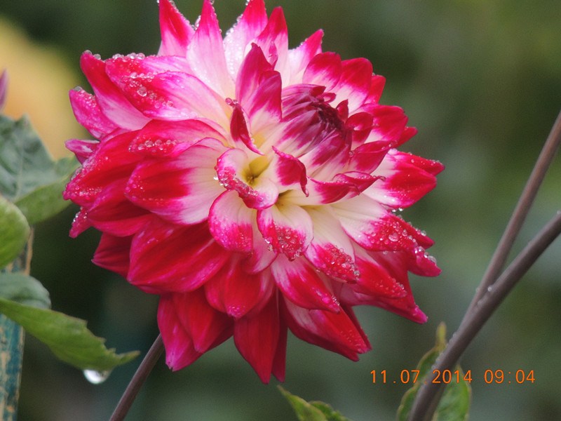 flowers 2014 1580_.jpg