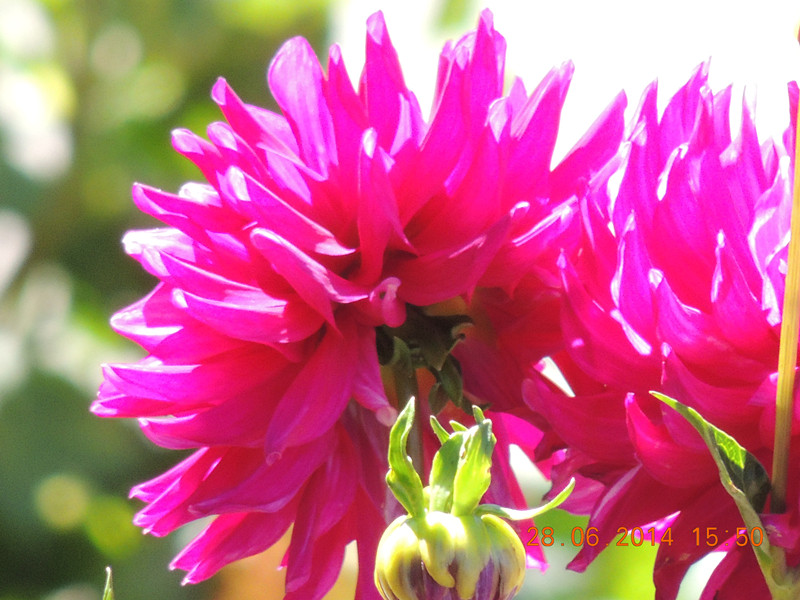 flowers 2014 1369_.jpg