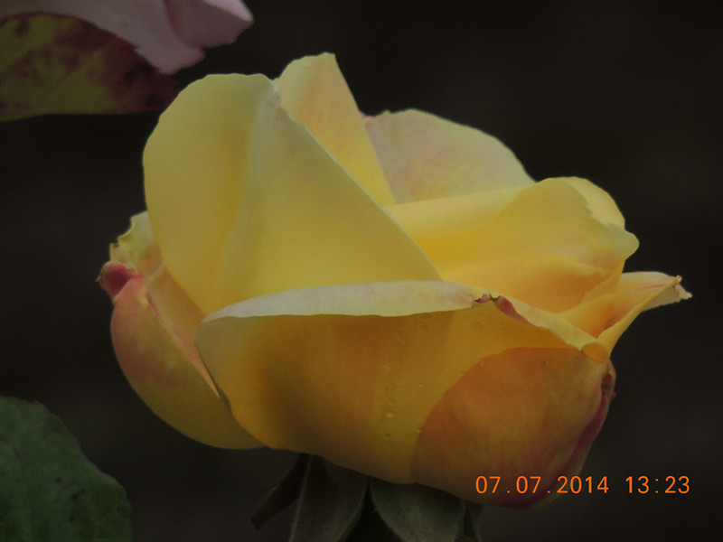 flowers 2014 1528_.jpg