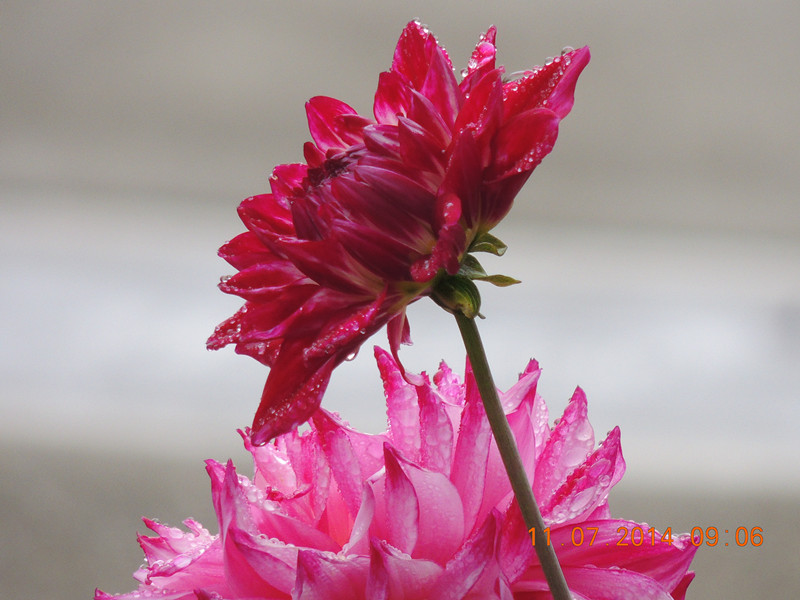 flowers 2014 1590_.jpg