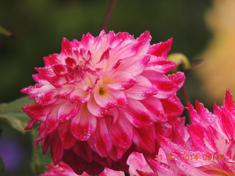 flowers 2014 1578_.jpg