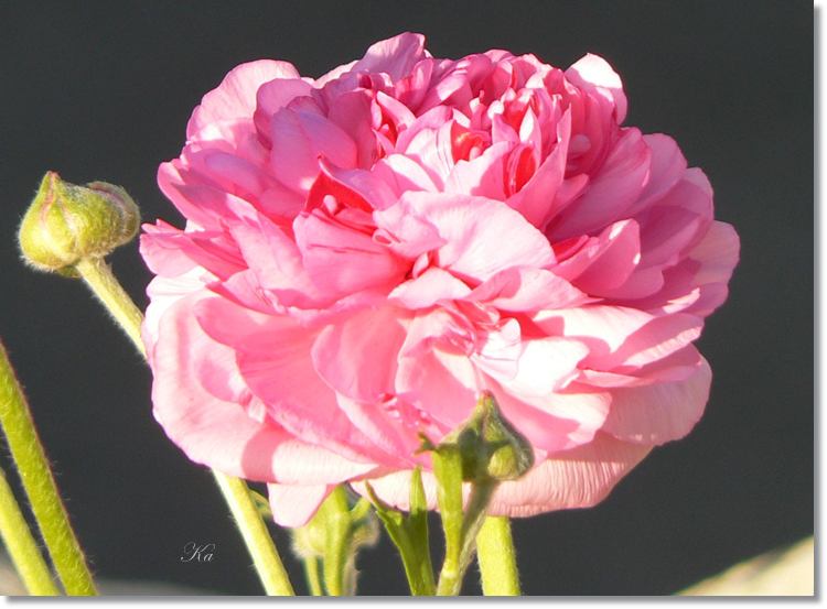 Flowers 05--06--14 161.jpg