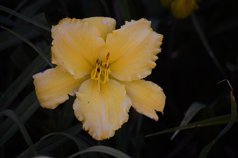 DSC_2737.JPG