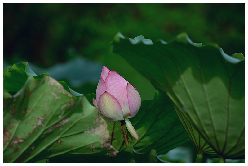 DSC_8182.JPG