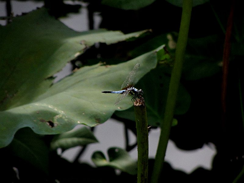 IMG_1018.jpg