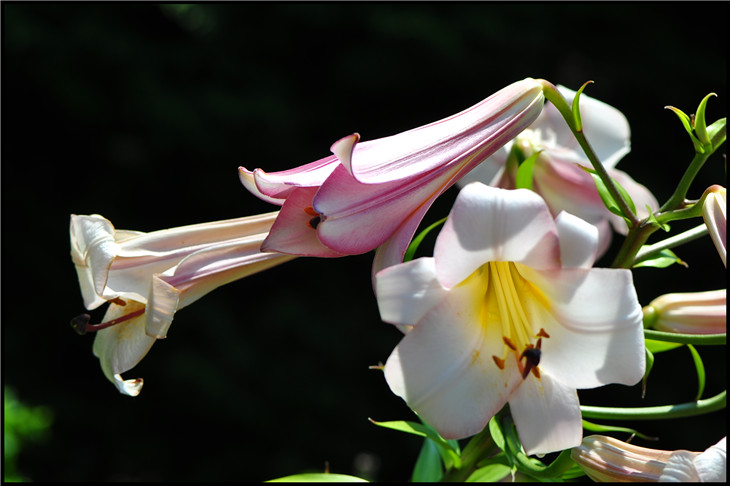 DSC_0515.jpg