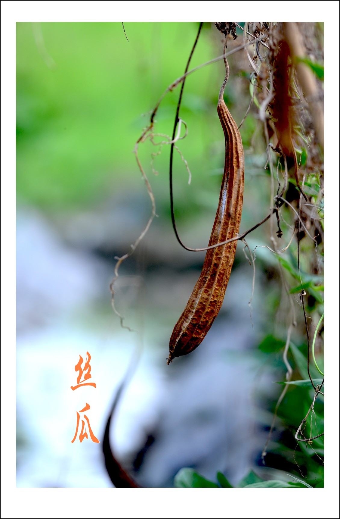 DSC_5487_conew1.jpg