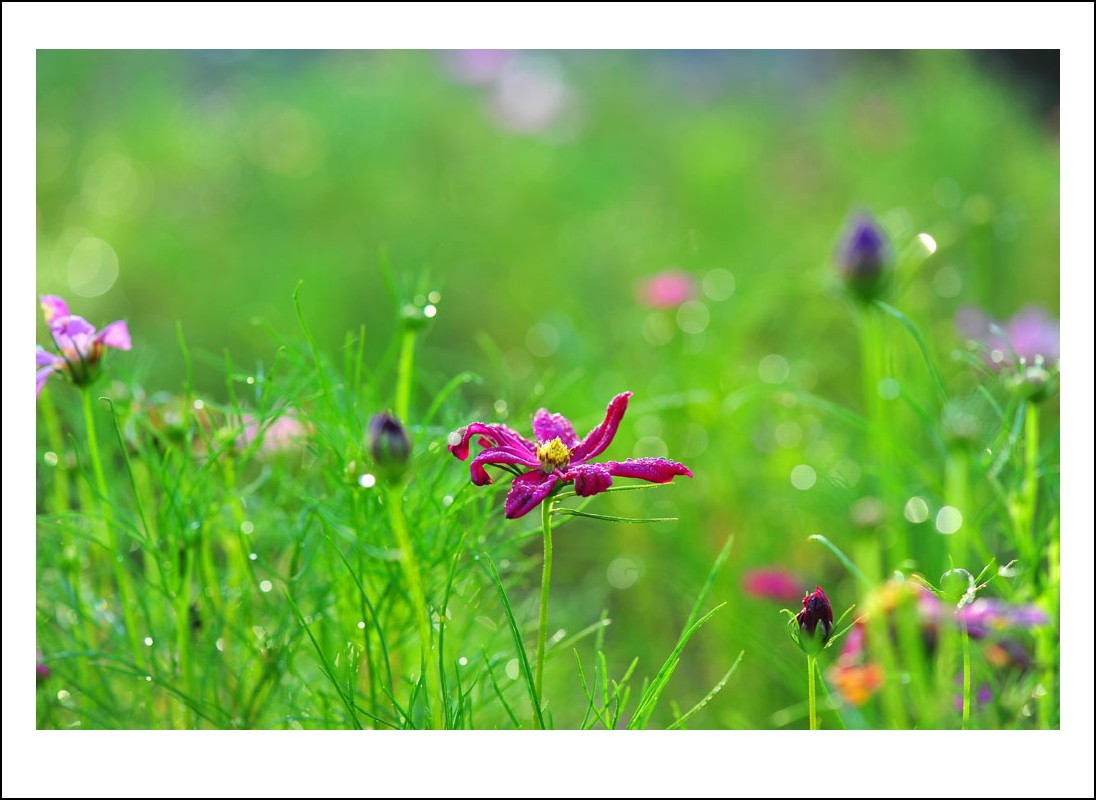DSC_8413_conew1.jpg