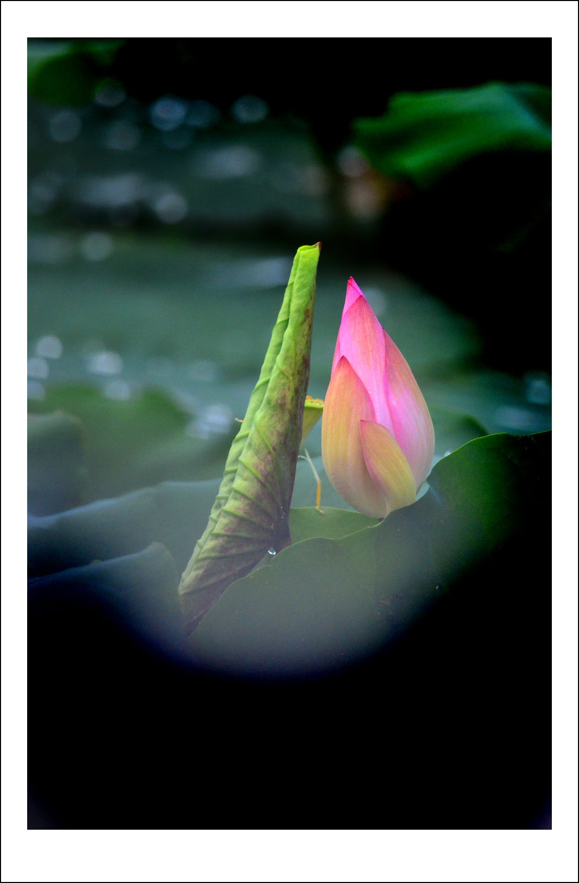 DSC_4272_conew1.jpg