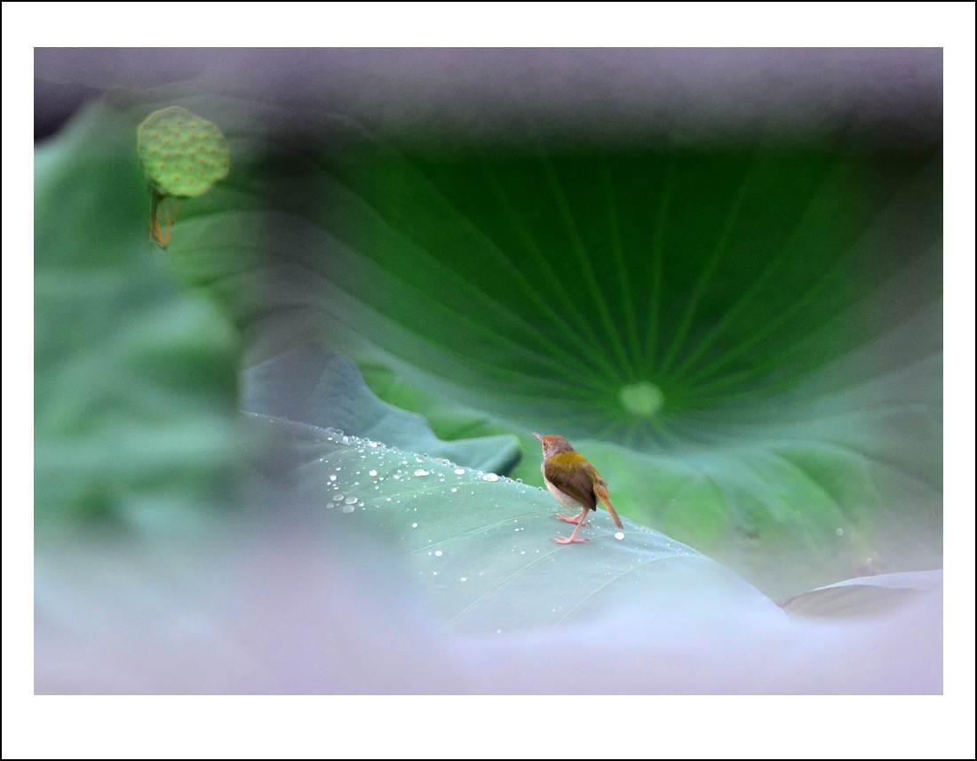 DSC_5242_conew1.jpg
