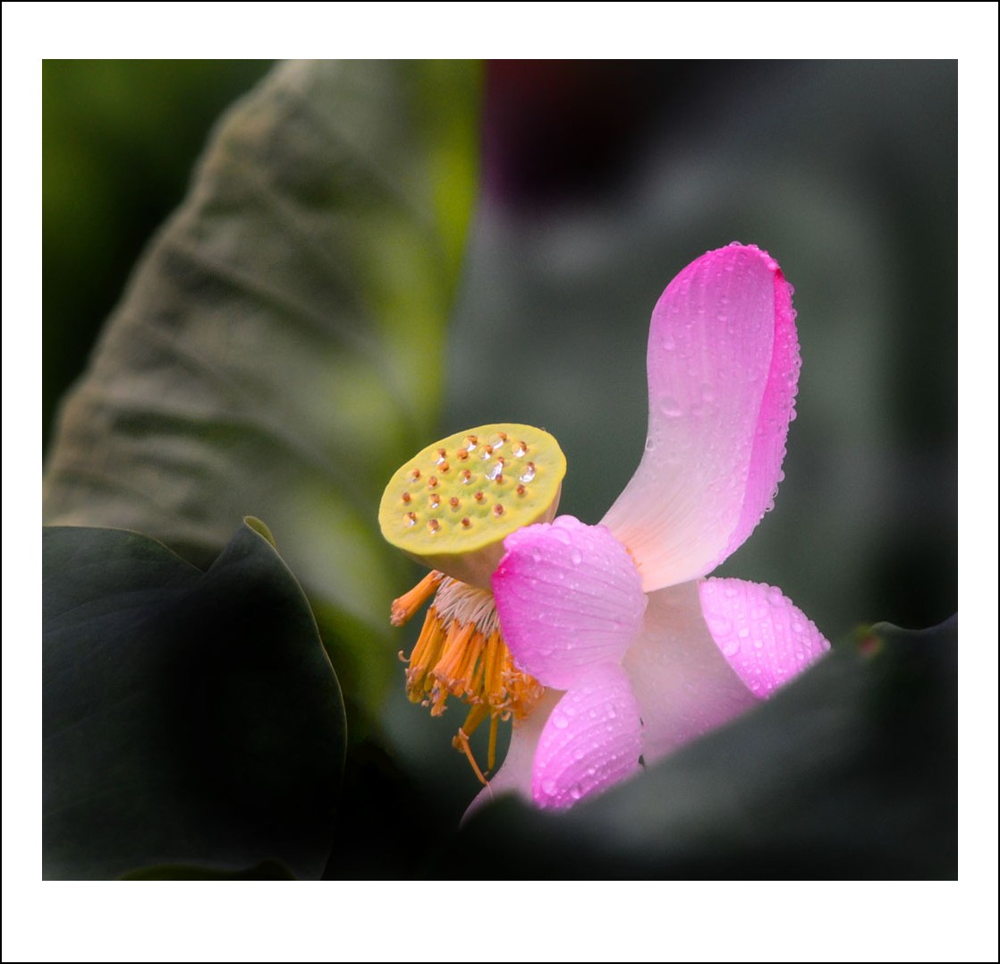 DSC_4246_conew1.jpg
