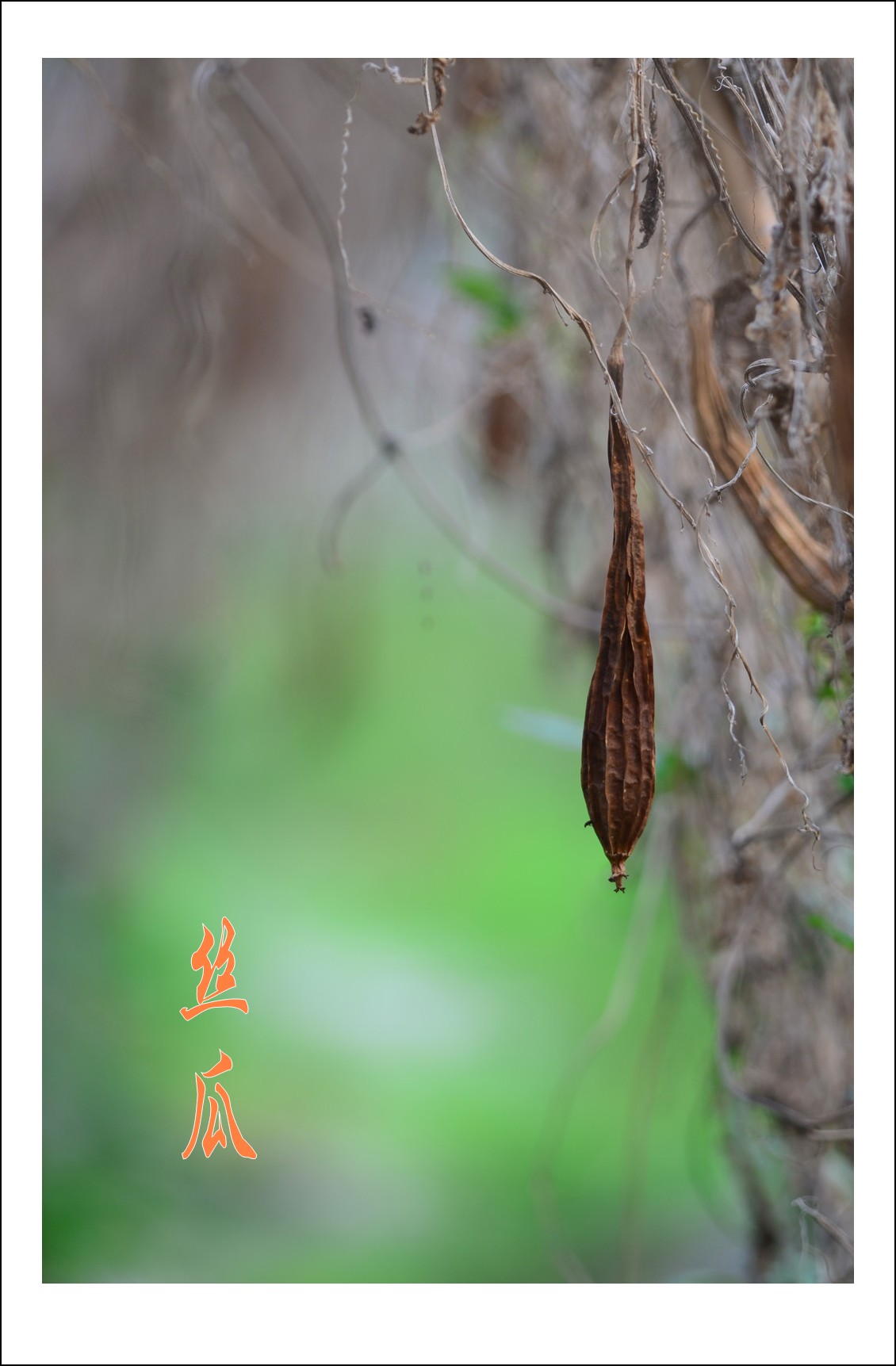 DSC_5483_conew1.jpg