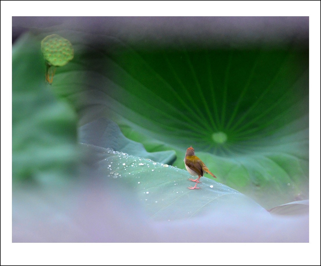 DSC_5240_conew1.jpg