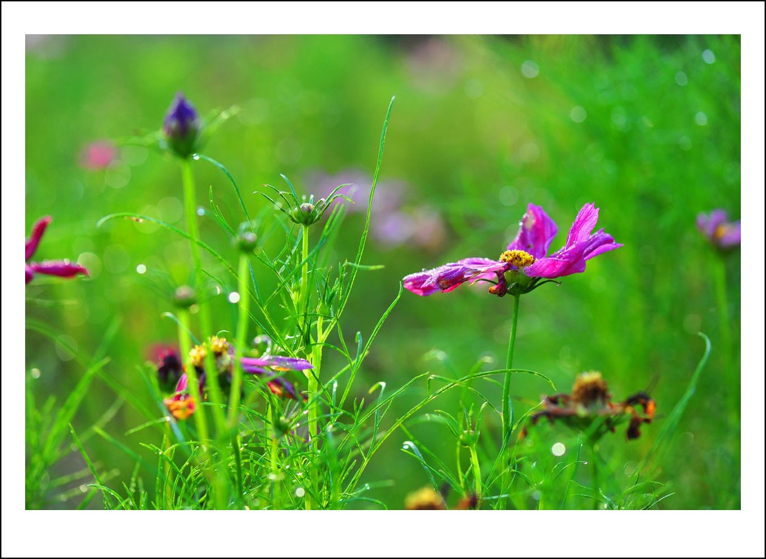 DSC_8414_conew1.jpg