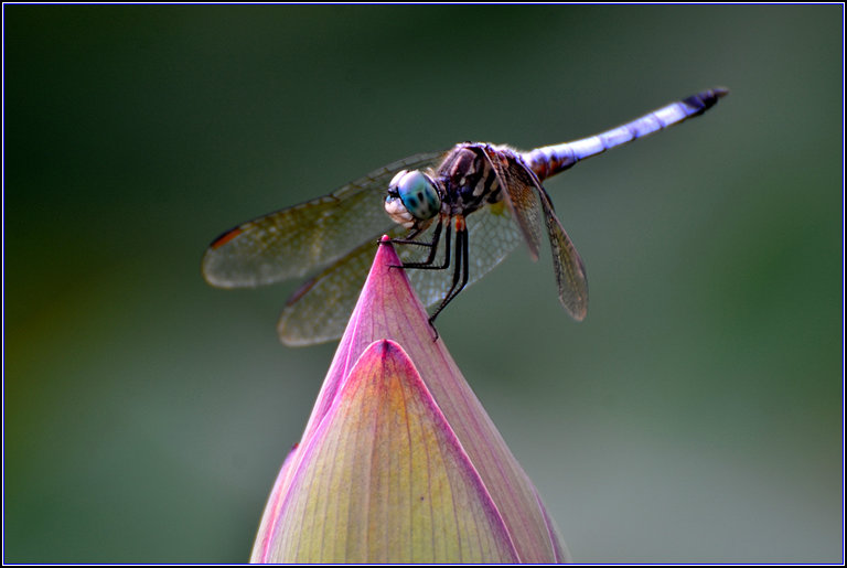 DSC_7251_.jpg