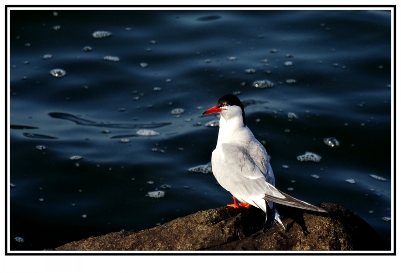 DSC06134_conew1.jpg