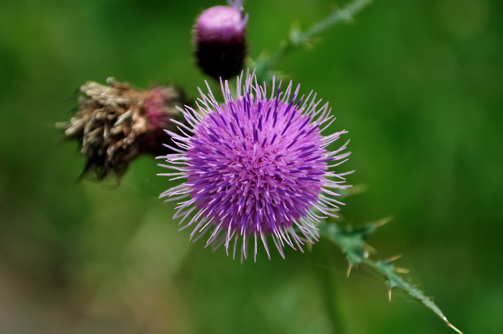 DSC_7774ps.jpg