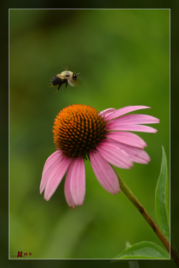 DSC_9194 _.jpg