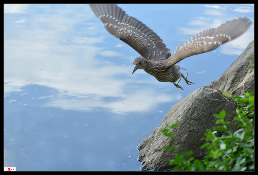 DSC_9122a_.jpg