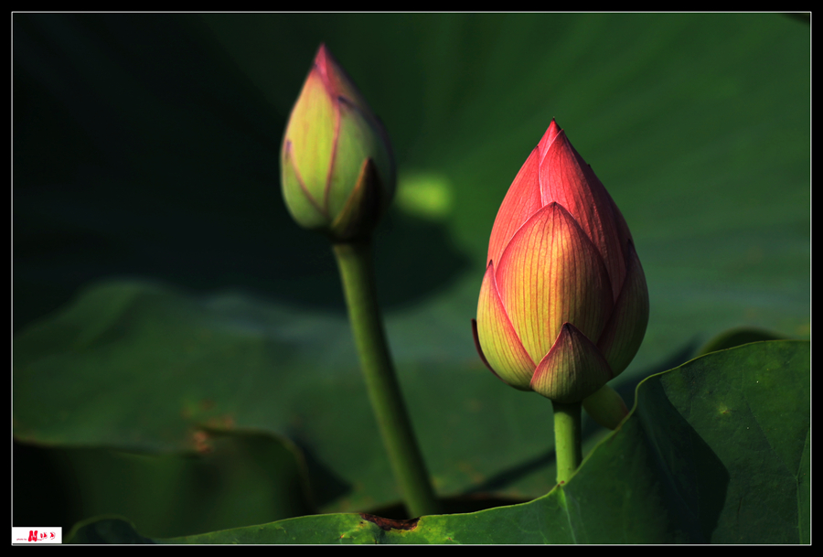 IMG_6723____.jpg