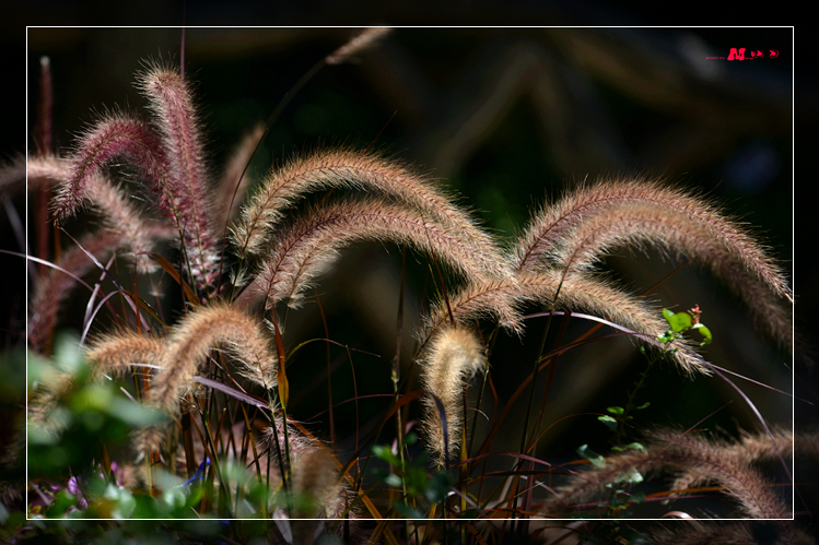 DSC_6849__.jpg