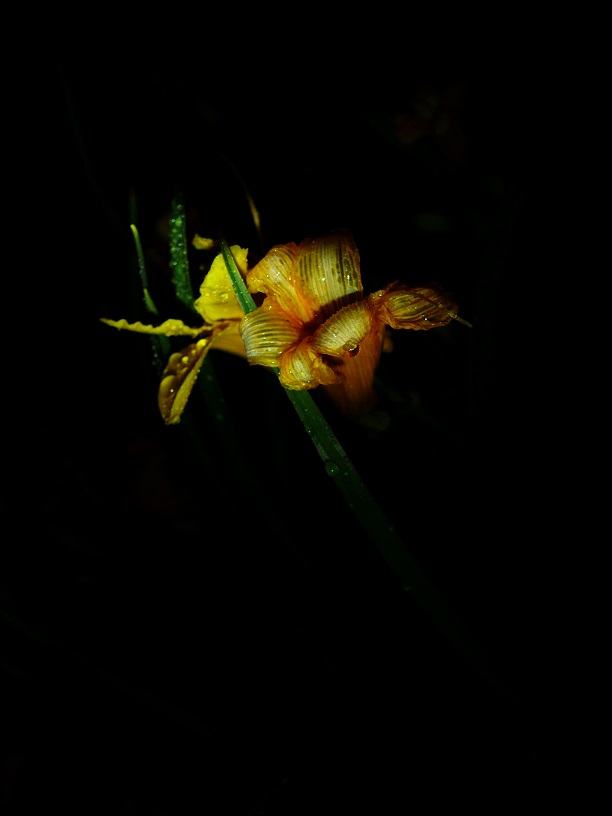 L1600218.JPG