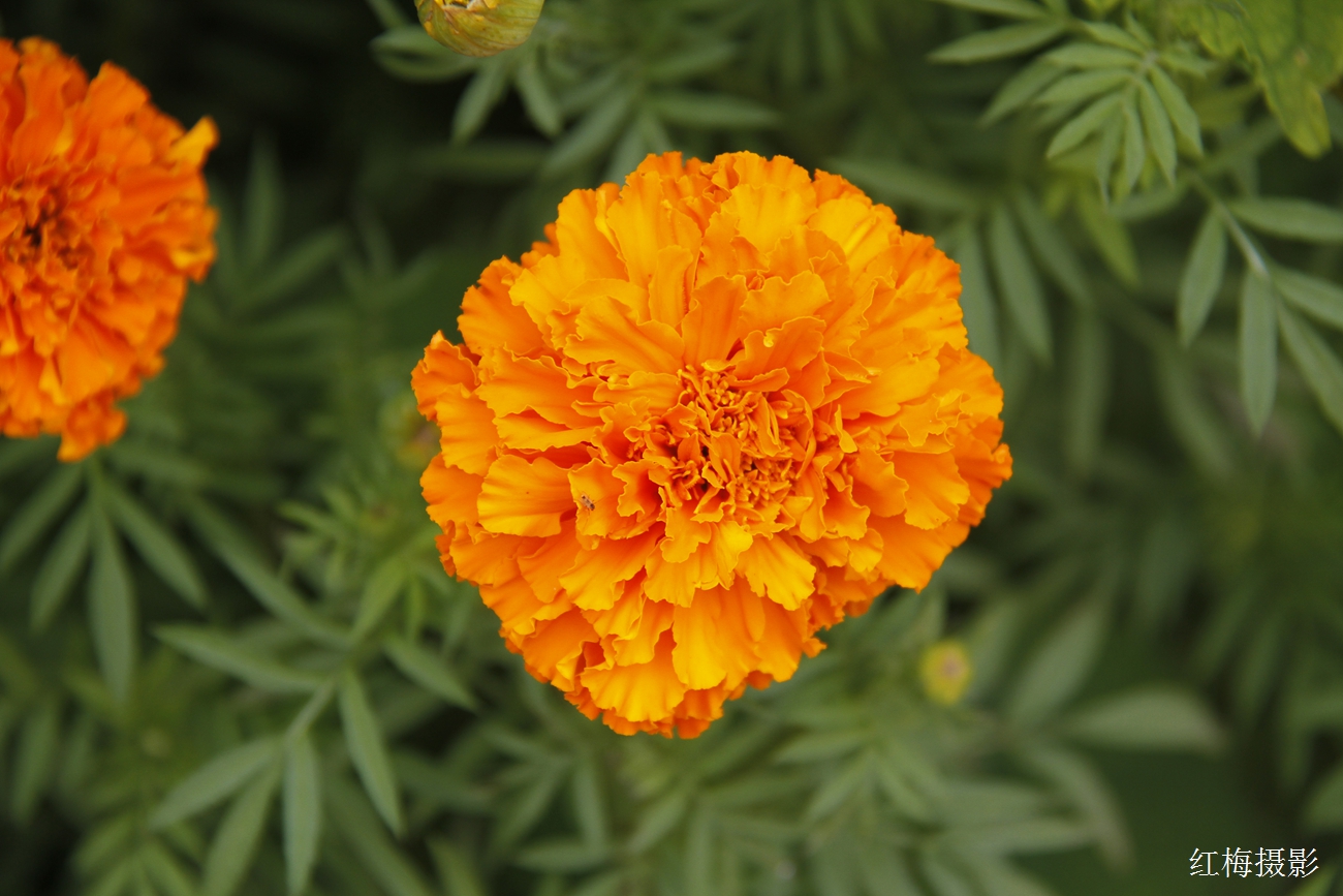 _MG_0775.JPG